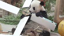 不好意思，我们大熊猫真的很会拆家！