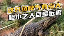 这只脾气有点大，胆小之人尽量远离#鳄珍