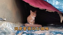 固定相机拍到了洞里这只小猫胆怯的样子