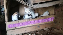 喂了几天的流浪猫竟带我去看它的小宝宝（上）