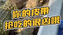 你的皮带抢吃的很凶哦#鳄珍  