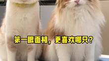 突击调查！第一眼面相喜欢哪只？
#记录猫咪日常 #抖in宝贝计划