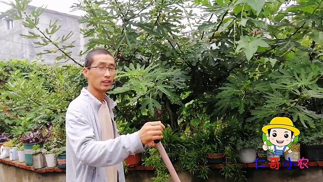 立秋后，成熟的无花果多吗？看今天能采摘多少吧