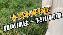 让梅姐来教你如何抓住一只小鳄鱼儿！#鳄珍 