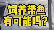 在鱼缸里饲养带鱼，有可能吗？ #海水缸 #带鱼 #frank的私人水族馆 #夏日科普星探企划