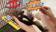 养了一个月的松鼠跟我老婆跑了！