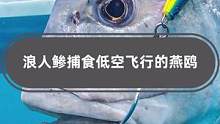 听说过鸟吃鱼，没听说过鱼吃鸟，浪人鲹就是个例外，它能捕食低空飞行的燕鸥，大自然真的太神奇了！#海洋生