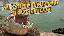 是什么把他吓得往后退、答案在视频结尾#鳄珍 