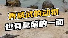 再威武的动物也有着蠢萌的一面，带你看看我家的鳄鱼#鳄珍 