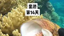 《斐济》第14天:和斐济渔民一起去赶海，没想到收获最多的竟然是我！#开心做好事 #旅行大玩家 #斐济