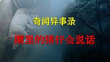 【灵异事件】圈里的猪仔会说话   |  鬼故事 | 灵异诡谈 |  恐怖故事 | 解压故事 | 睡前