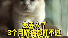 方师傅也太弱了，
三个月的奶猫都打不过～
#记录猫咪日常