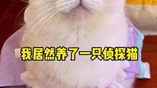 想不到我家猫居然是个小侦探#萌宠出道计划 #铲屎官的乐趣 #宠物成精啦 #家有萌宠 #猫咪