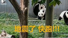 当熊猫遇上地震