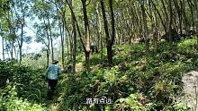 帮二叔摘槟榔，爬山路过橡胶林，老妈说宁愿穷死饿死也不割这橡胶