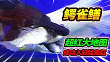 鳄雀鳝吃鱼危害甚大，大红地图鱼霸气入驻新家，猛鱼缸再添新成员