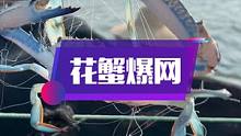 放4张渔网在大海不到一个小时捕获100多斤兰花蟹，真的是爆网状态，丰收啦！#南三渔小夫赶海 #南三岛