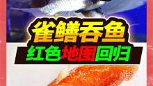 鳄雀鳝吃鱼危害甚大，大红地图鱼霸气入驻新家，猛鱼缸再添新成员 #水族  #鳄雀鳝 #地图鱼 