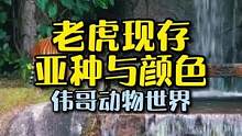 老虎有几种颜色？#动物世界 #萌宠 #百兽之王
