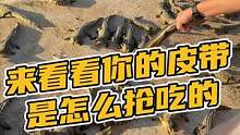 想知道你的皮带是怎么抢吃的嘛?#鳄珍 