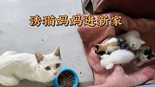 带我看小猫的流浪猫一家在安置的新家很快适应（下）