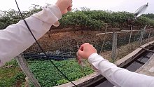 又来村口鱼塘钓鱼了，这兄弟养的是路亚塘吧