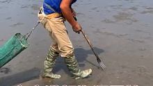 赶海偶遇扎青蛤大哥，手法熟练，我看最少玩了三年了扎子扎在沙滩上青蛤会吐一股子水出来你学会了吗？❤️ 