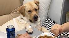 狗子：真损，知道我不能吃你们还这样！ #动物图鉴 