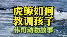 虎鲸妈妈如何教训孩子？#动物故事 #万物皆有灵性 #萌宠