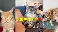 后悔养缅因了‼️