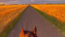 傍晚骑马飞驰的时候听到这首歌，心头一颤，突然就感觉好像回到了那个夏天…
#我真的太喜欢这氛围了 
#