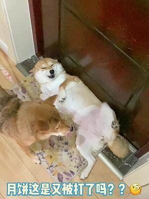 餅啊，這次我是真的救不了你了……