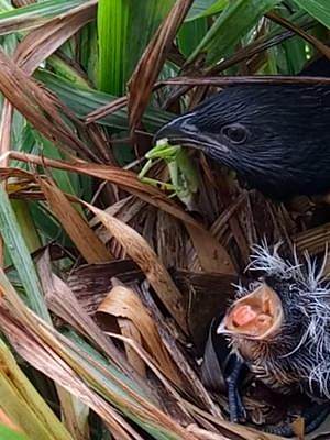草丛里发现了一只小鸟，这小家伙咋一看，像只小刺猬#发现鸟窝 #动物鸟世界 #野生鸟类育雏 