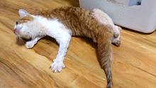 患有癫痫病的猫咪，吃一粒猫粮，要转圈100次