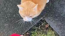 路上遇到一只猫自己走过来求摸摸，没想到是打击报复！