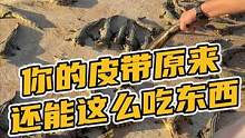 你的皮带原来还能这么喂吃的吗？#鳄珍 