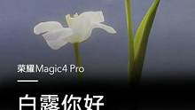 仲秋之美，花凝#白露。由#荣耀Magic4 Pro拍摄