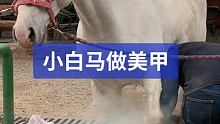 小白马做美甲 #小海豹钉蹄 #修蹄钉掌 #解压
