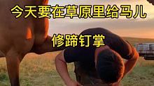 在大草原给马儿修蹄钉掌，谁说国产马草原马不能这样钉蹄的 #解压 #呼伦贝尔 #马背上的民族