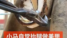 小马自觉抬腿做美甲，穿上新鞋回家过年 #解压 #修蹄钉掌 #小海豹钉蹄