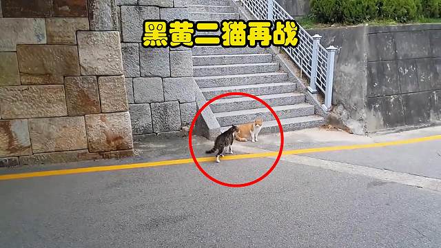 黑黄二猫狭路相逢勇者胜，又大战几十回合