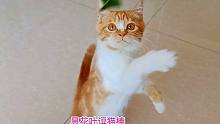 捡来的小橘猫咬断昙花让主人做逗猫棒，主人却推出一辆动车吓唬它