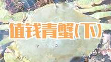 海浪打上来各种肥货，这种青蟹特别的值钱，搬开石块还躲着一对（下）