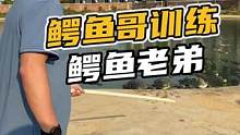 鳄鱼哥训练鳄鱼老弟#鳄珍