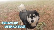 这冰雹雪橇犬看了都害怕，遇狂风冰雹，班戈被骗下车表示你真狗！