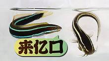 赶海野采了两条可爱的小鱼，真的有那么可爱吗？
