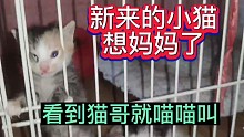新来的小猫想妈妈了，看到猫哥就喵喵叫