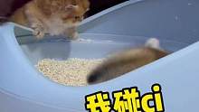 都是小短腿，你凭啥笑话我？！！#萌宠 #小奶猫的成长日记 #家有傻猫 #猫咪的迷惑行为 #拿破仑矮脚