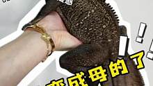 斑总竟然是母的？！#养爬姑娘 #爬宠 #蜥蜴 #斑帆蜥 #安汶斑帆蜥