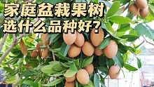 家庭盆栽果树，选什么品种好？3分钟告诉你猴哥10年“趟坑”经验